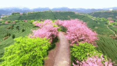 '梦幻樱花风格文字转换神器'