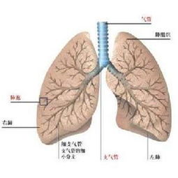 肺纤维化能评几级伤残，肺纤维化肺部纤维化伤残鉴定及评级详解