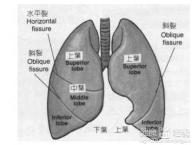 肺部纤维灶能认定工伤吗：肺部纤维灶是否职业病及对寿命影响与工伤赔偿解析