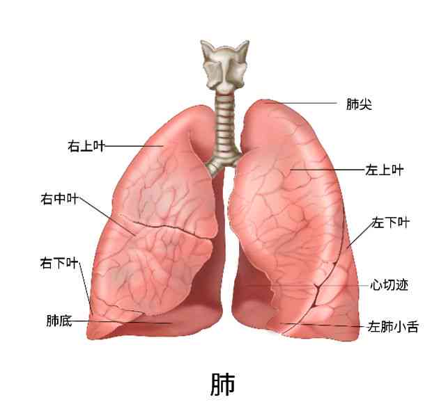 肺部肿瘤：了解其严重性、分类及治疗对策，全面解析肺部肿瘤的健影响