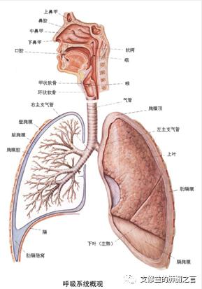 探讨肾囊肿是否列为职业病范畴：职业因素与肾囊肿关系研究