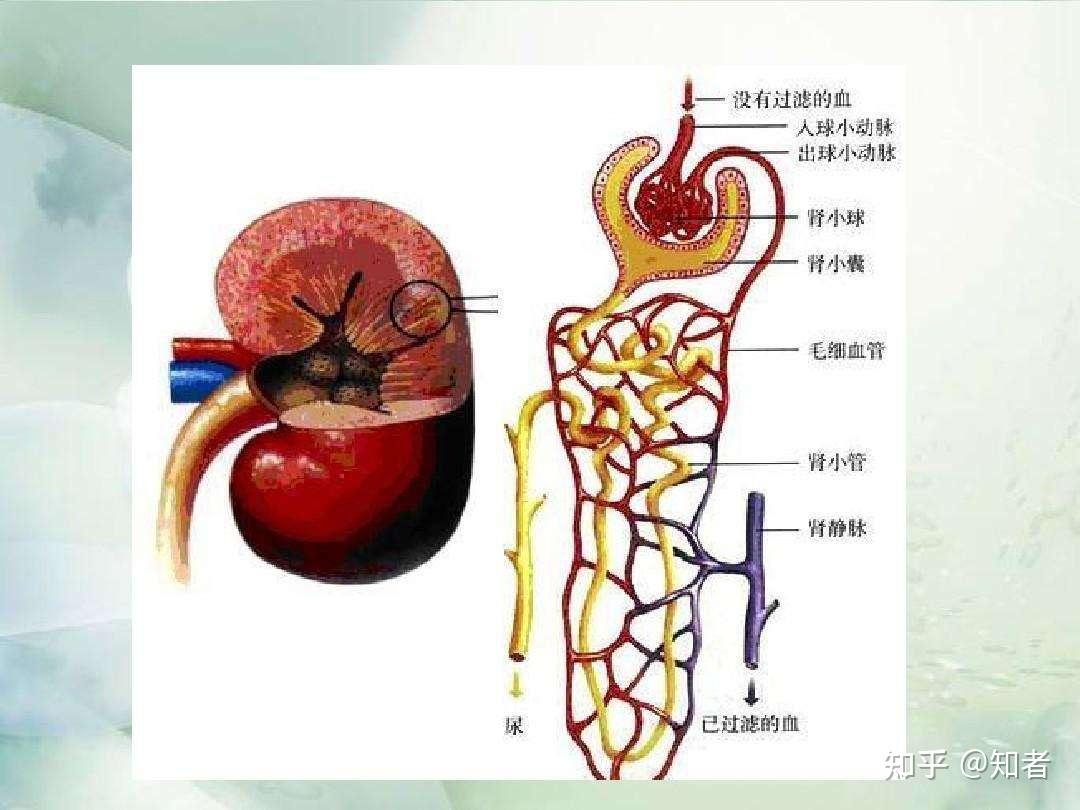 肾小球肾炎能认定工伤吗