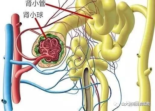 肾小球肾炎能认定工伤吗