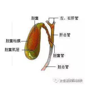 苦工作环境下胆囊炎患者的职场适应与健管理