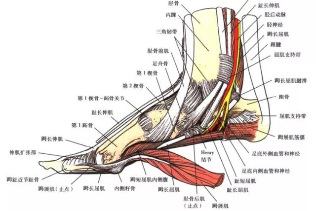 运动导致的胫骨肌腱损伤：诊断与治疗策略