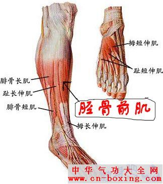 运动导致的胫骨肌腱损伤：诊断与治疗策略