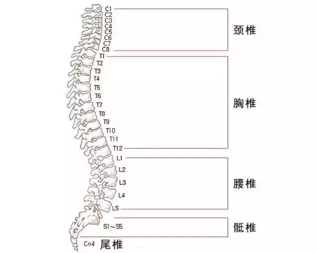 脊柱压缩性骨折：恢复过程、治疗选择与时间线解析