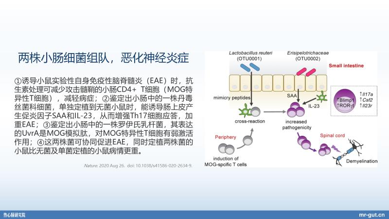 细菌感染引发脊髓炎：症状、诊断与治疗方案解析