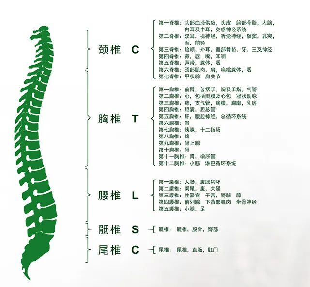 脊椎错位的伤情级别划分及其对应的健影响和治疗方案解析