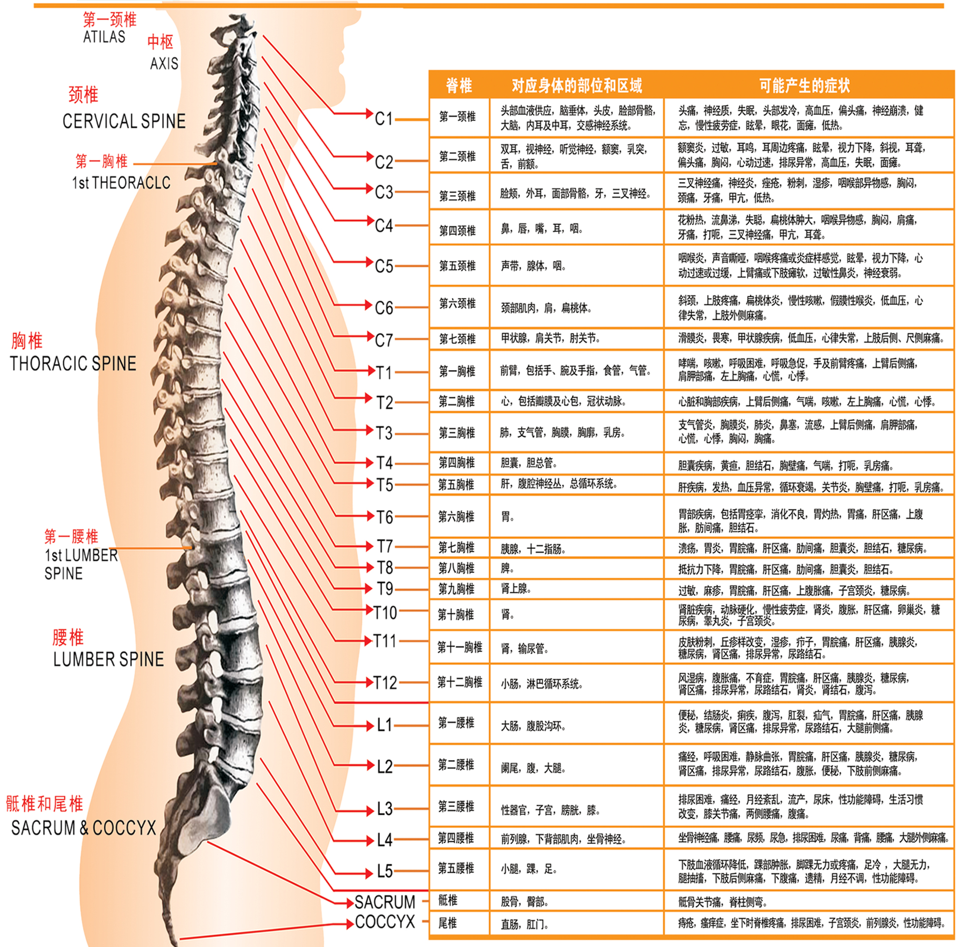 脊椎错位的伤情级别划分及其对应的健影响和治疗方案解析