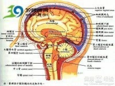 脑出血植物人怎么办：能否恢复正常、状态与症状、存活时间及受罪情况解析