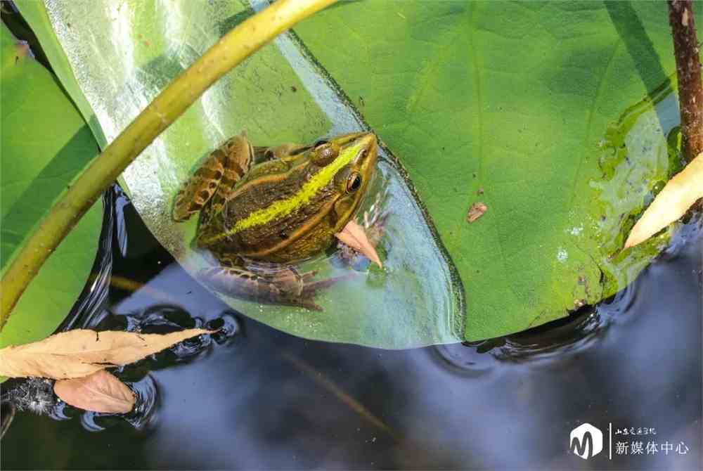 '水边漫步：蛙蛙生活日志'