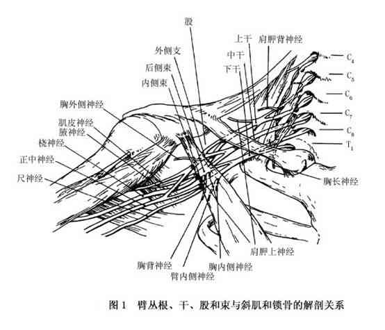 臂丛神经损伤认定工伤