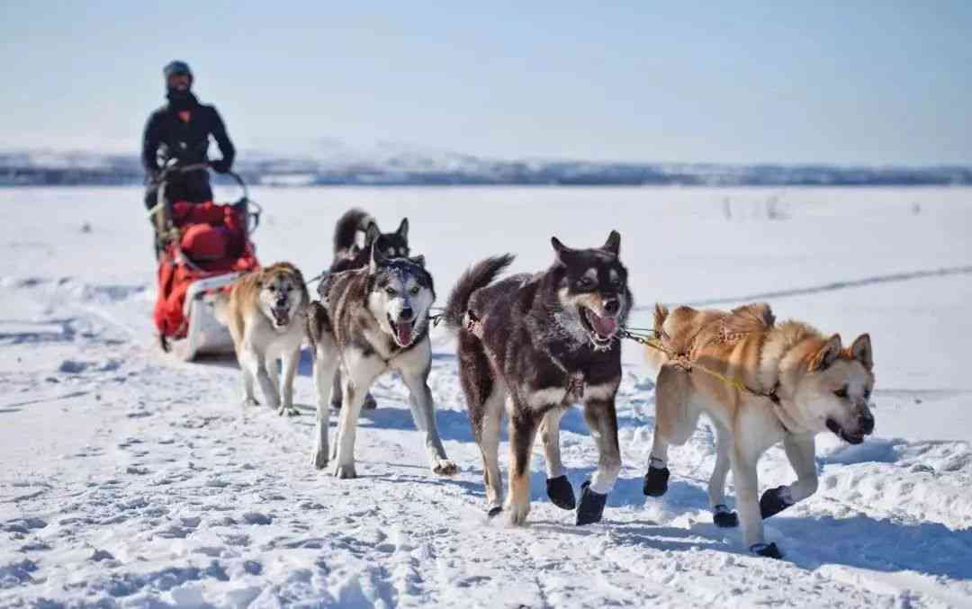 ai创作狗在雪地