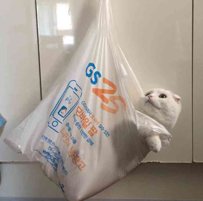 ai一键绘画猫咪文案