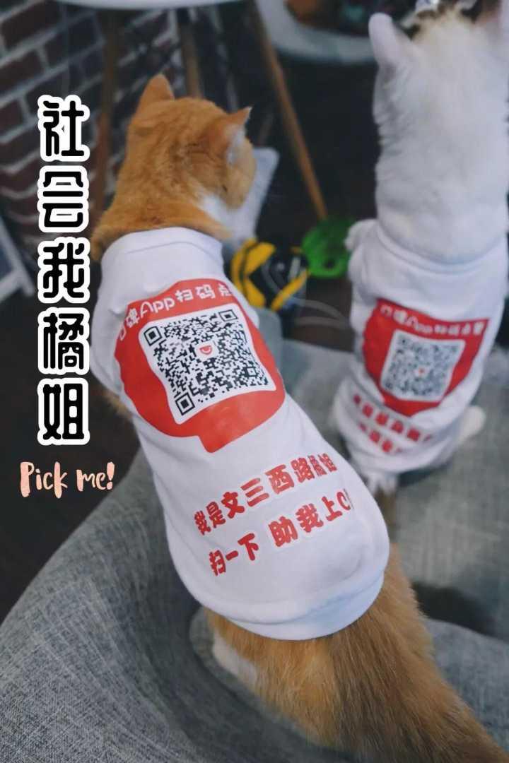 ai绘画生成猫咪文案怎么写