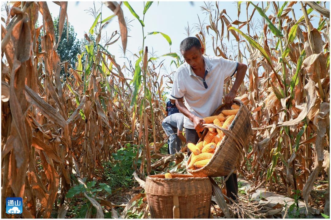 通山:7.3万亩春玉米喜获丰收 亩产翻番
