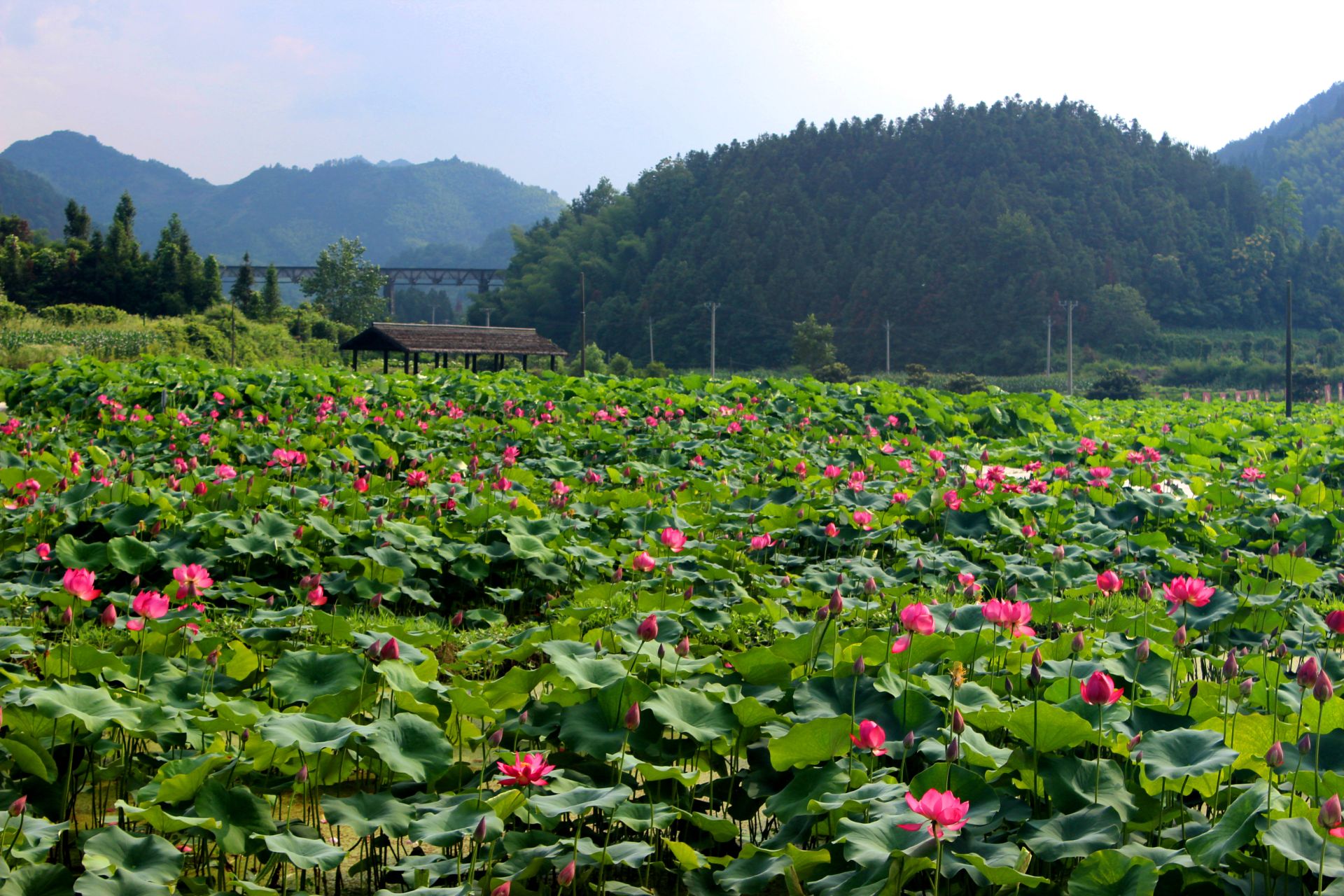 【盛世繁花 寻芳通山】图文 | 通山：朵朵荷花迎夏来