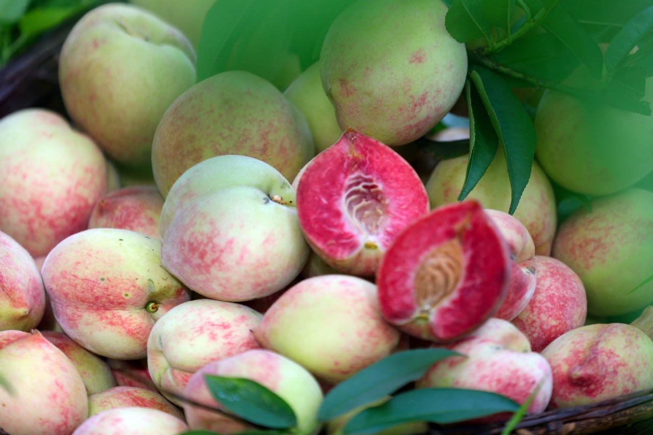 【图说通山】通山：桃子成熟好“丰”景 甜蜜产业助振兴